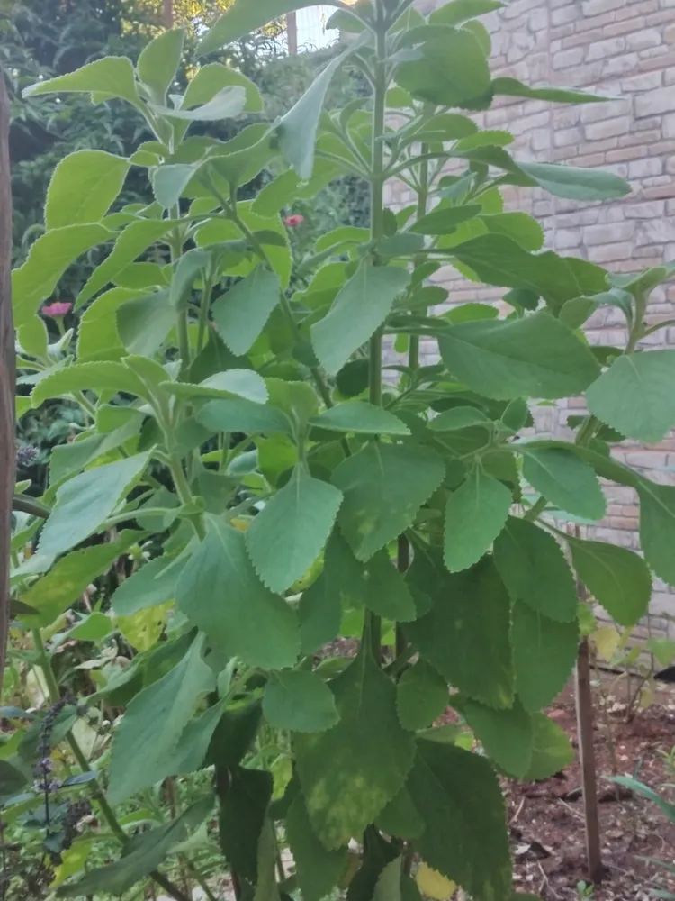 Plante coleus barbatus montrant ses caractéristiques typiques