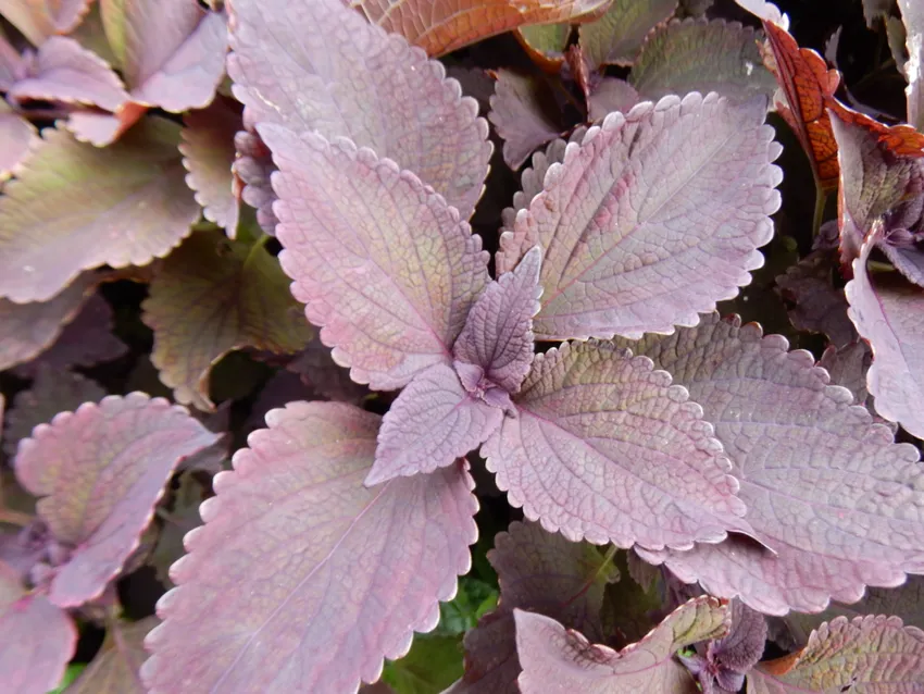 Plante coleus dark star montrant ses caractéristiques typiques