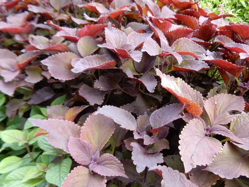 Plante coleus dark star montrant ses caractéristiques typiques