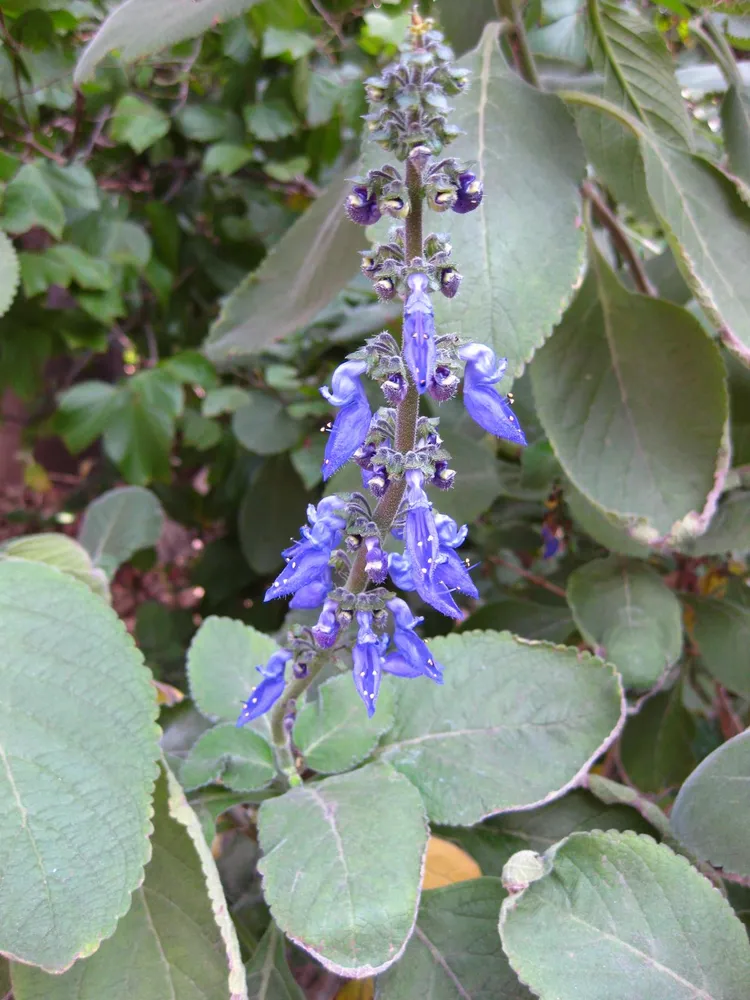 Plante coleus forskohlii montrant ses caractéristiques typiques