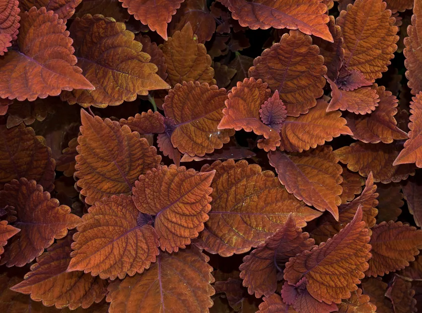 Plante coleus scutellarioides montrant ses caractéristiques typiques