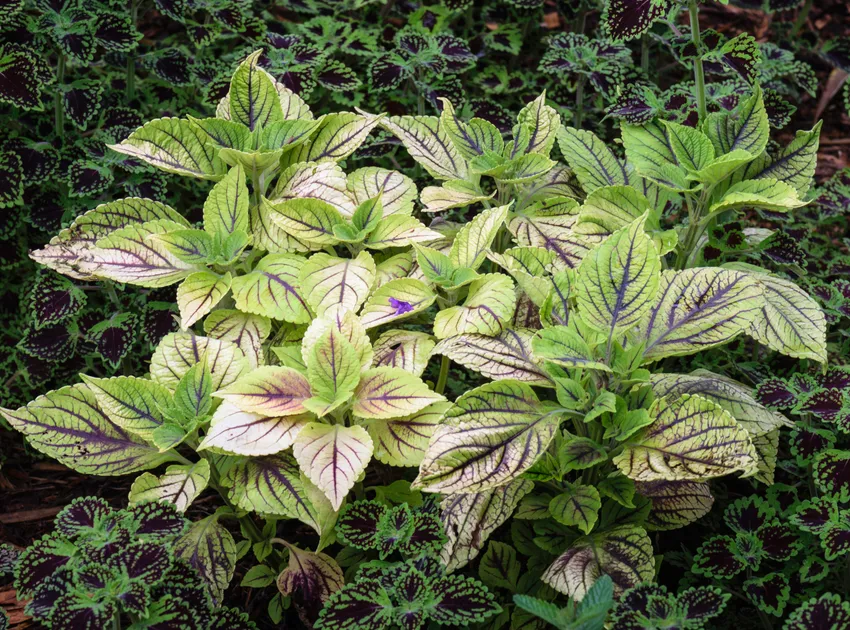 Plante coleus scutellarioides montrant ses caractéristiques typiques