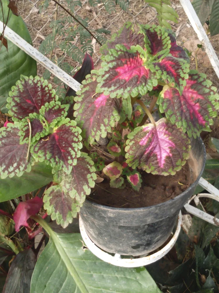 Plante coleus scutellarioides montrant ses caractéristiques typiques