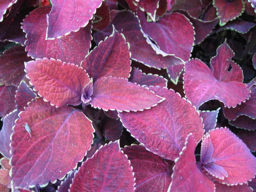 Plante coleus scutellarioides montrant ses caractéristiques typiques