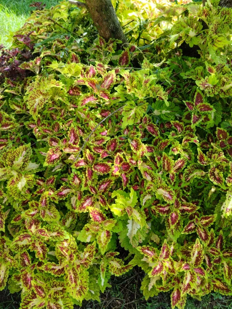 Plante coleus scutellarioides montrant ses caractéristiques typiques