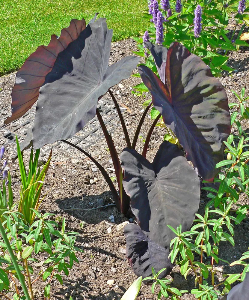 Plante colocasia black magic montrant ses caractéristiques typiques