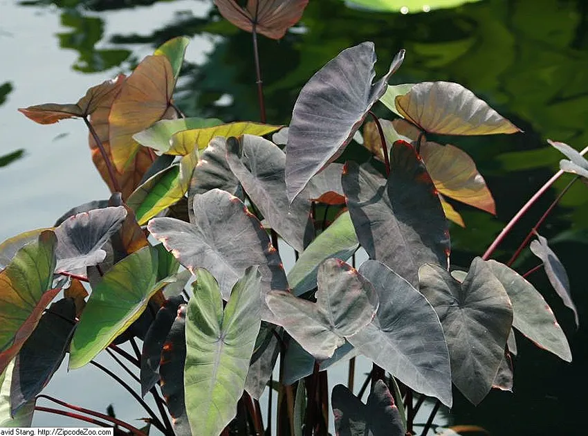 Plante colocasia black magic montrant ses caractéristiques typiques