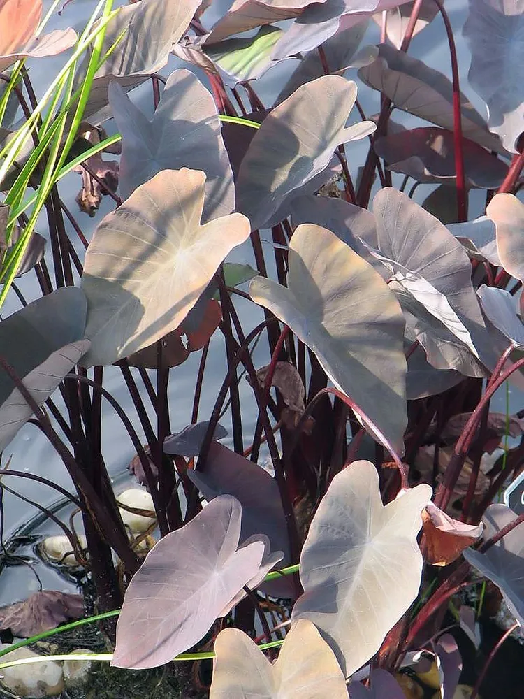 Plante colocasia black magic montrant ses caractéristiques typiques