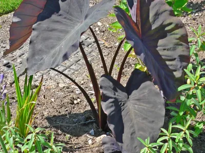 Image miniature de colocasia black magic