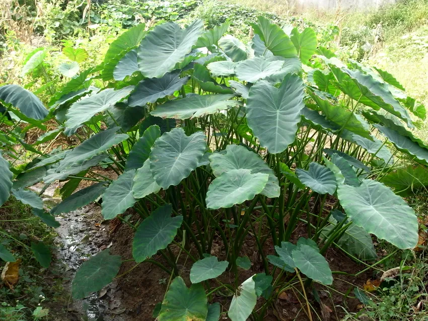 Plante colocasia esculenta montrant ses caractéristiques typiques