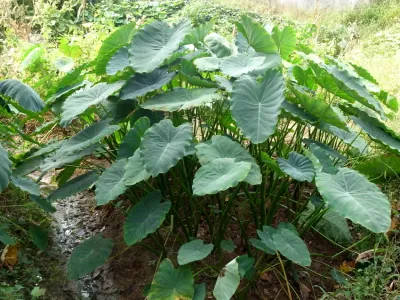 Image miniature de colocasia esculenta