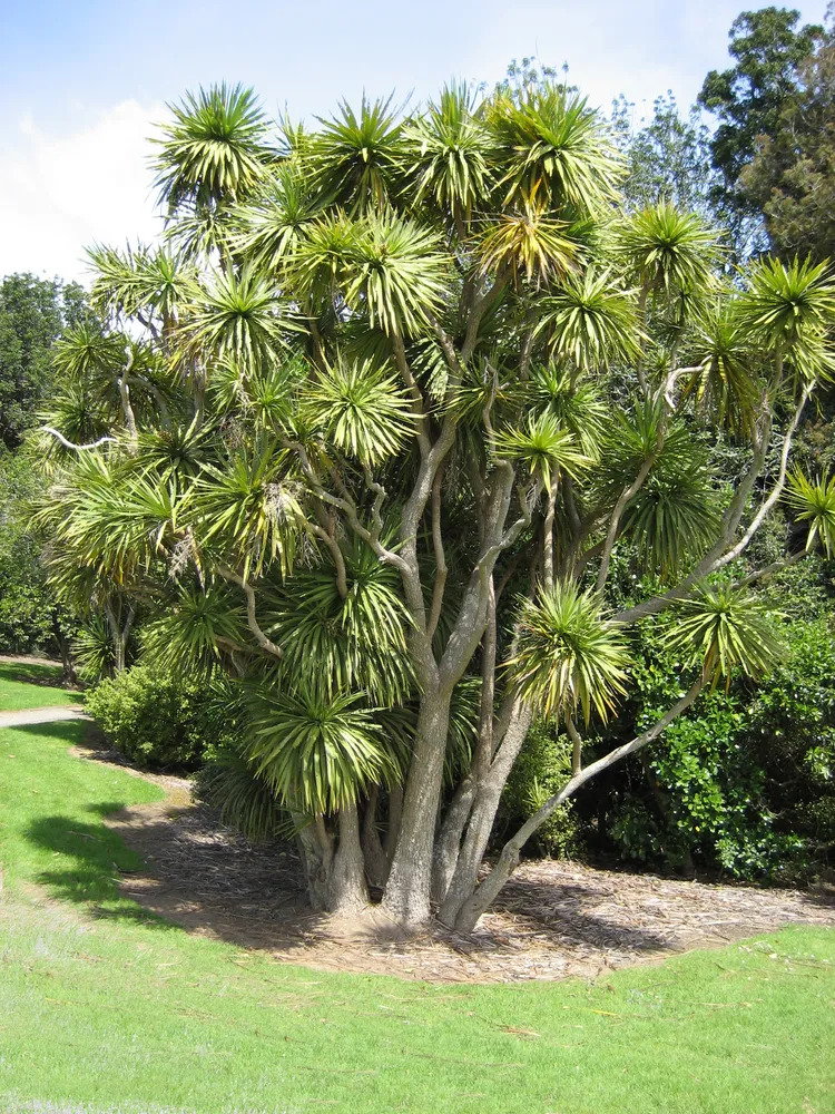 cordyline australis plant showing characteristic features