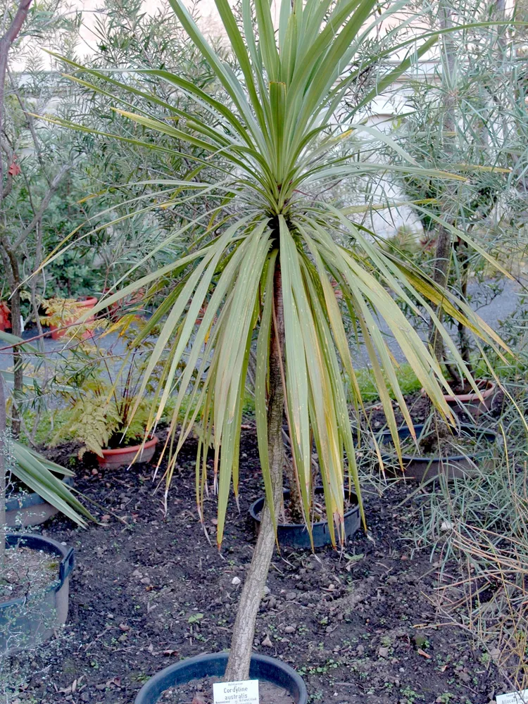 cordyline australis plant showing characteristic features