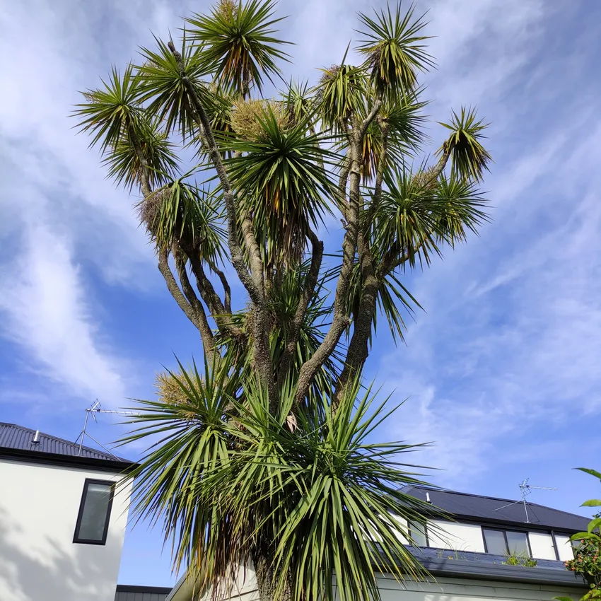 cordyline australis plant showing characteristic features
