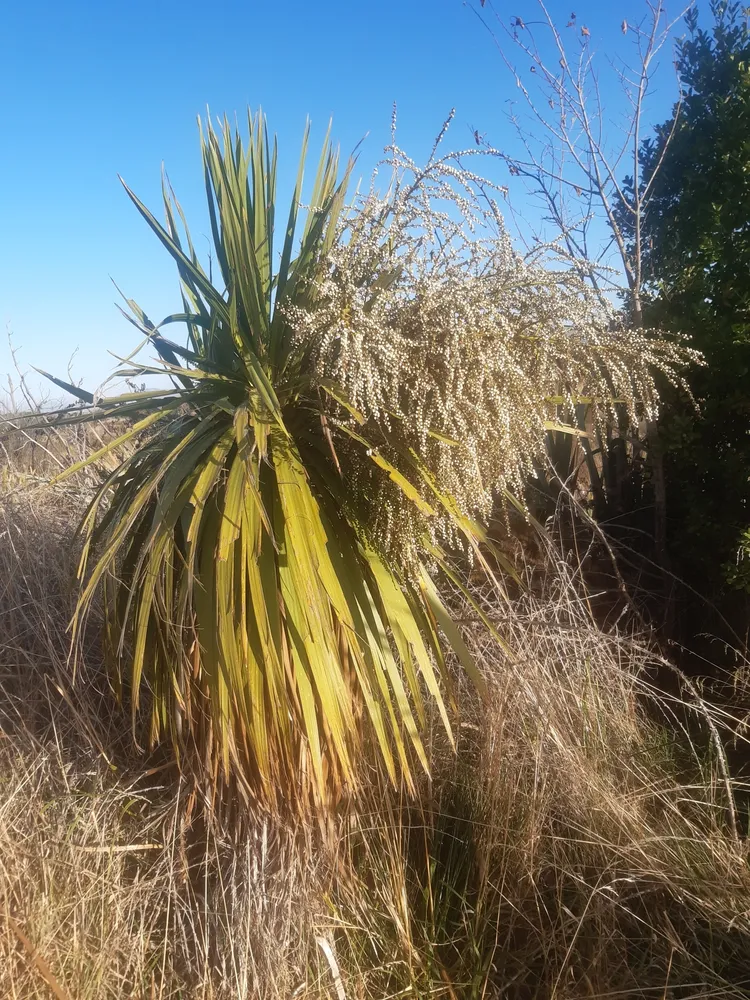 cordyline australis plant showing characteristic features