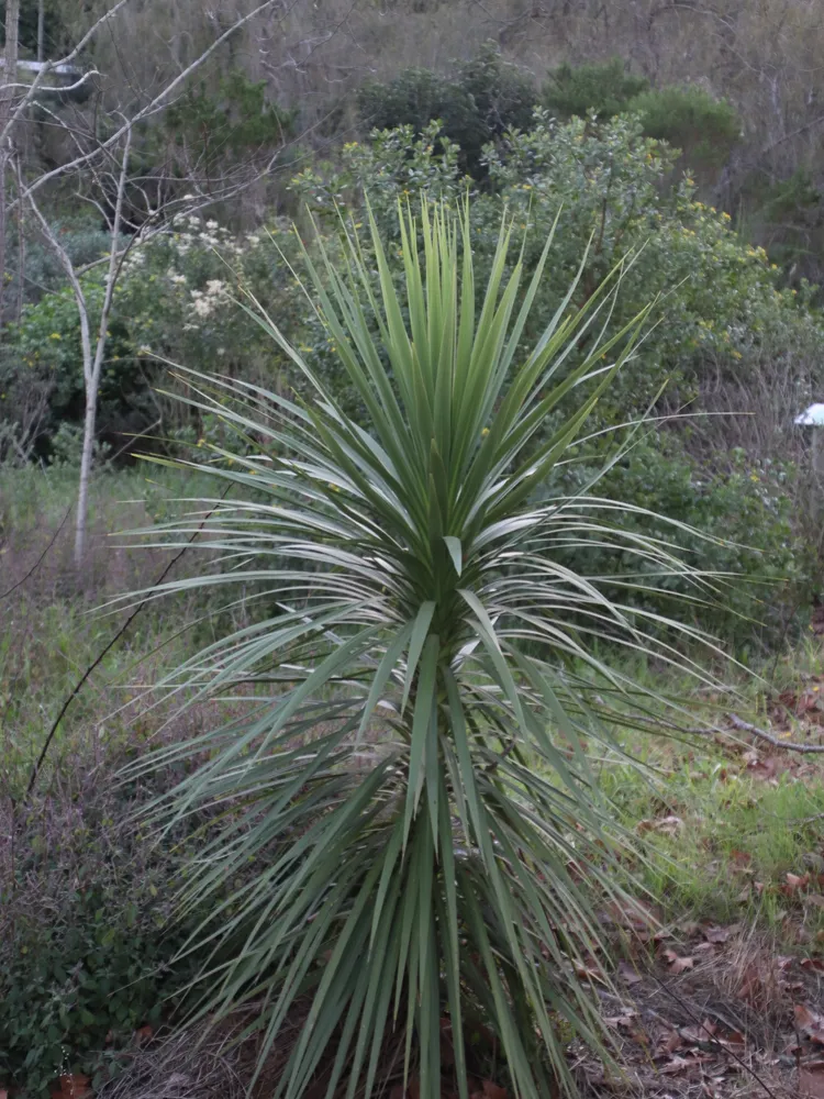 cordyline australis plant showing characteristic features