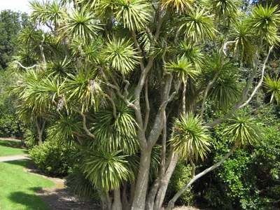 thumbnail cordyline australis