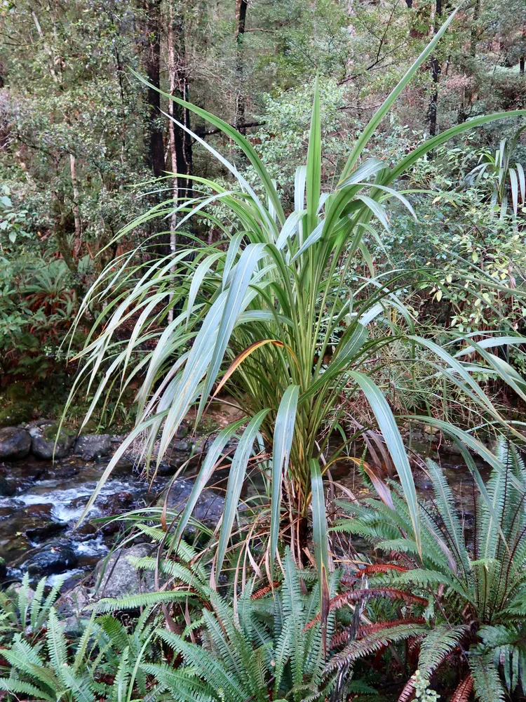 cordyline banksii plant showing characteristic features