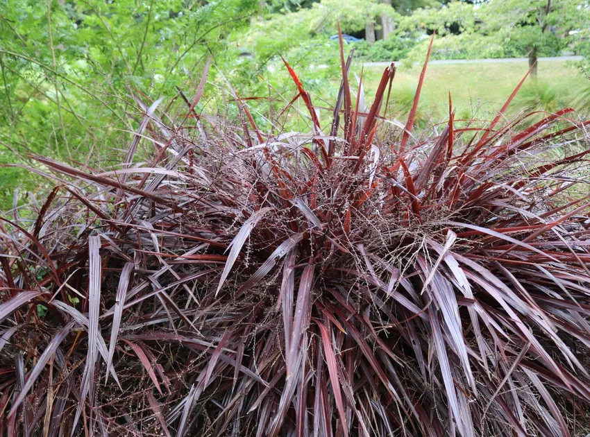 cordyline banksii plant showing characteristic features