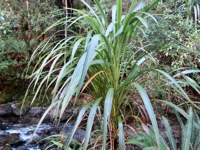 thumbnail cordyline banksii