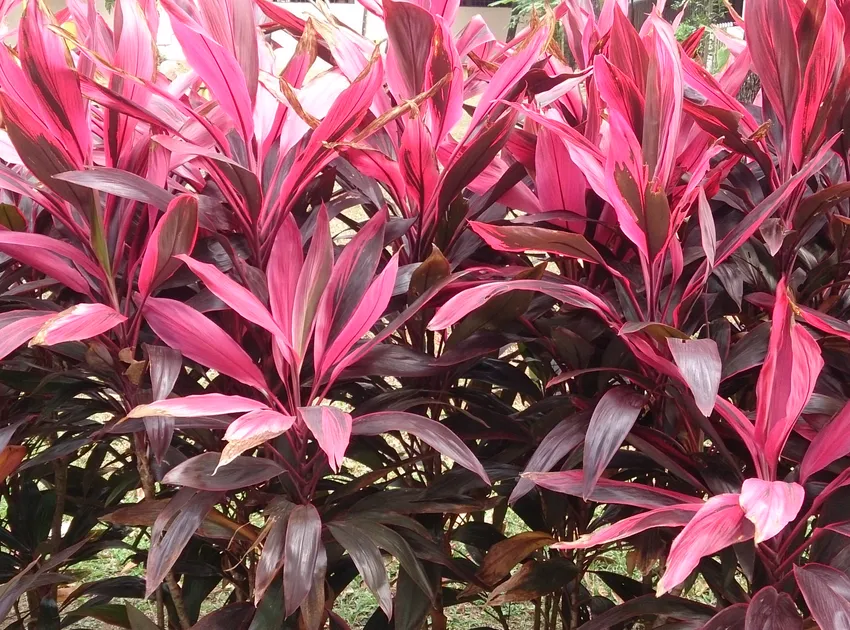 cordyline fruticosa plant showing characteristic features