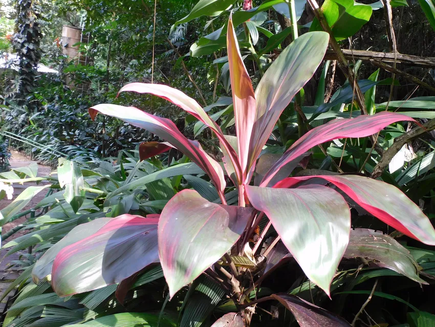 cordyline fruticosa plant showing characteristic features