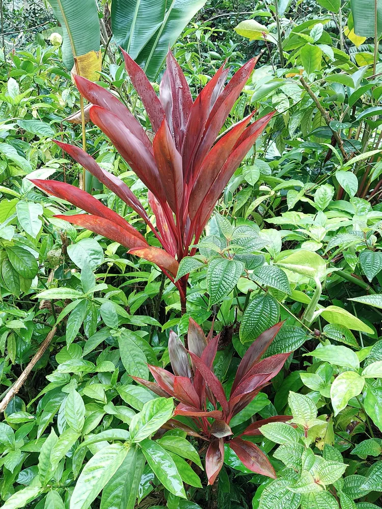 cordyline fruticosa plant showing characteristic features