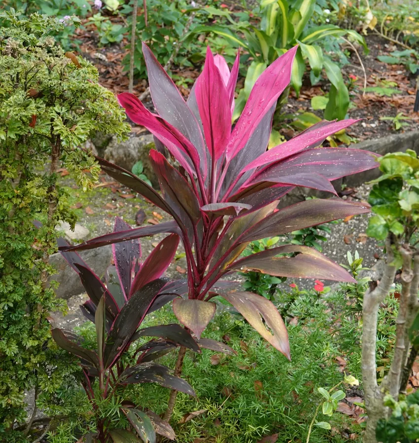 cordyline fruticosa plant showing characteristic features