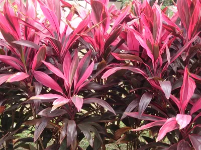 thumbnail cordyline fruticosa