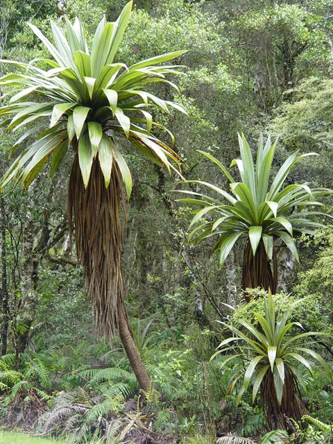 cordyline indivisa plant showing characteristic features
