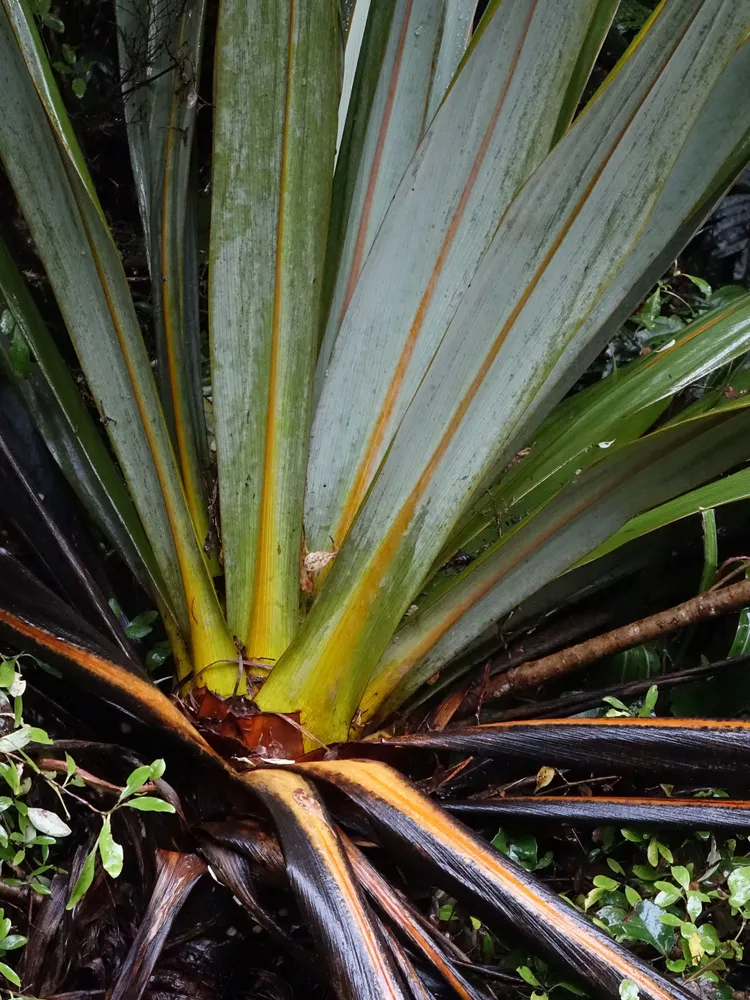 cordyline indivisa plant showing characteristic features