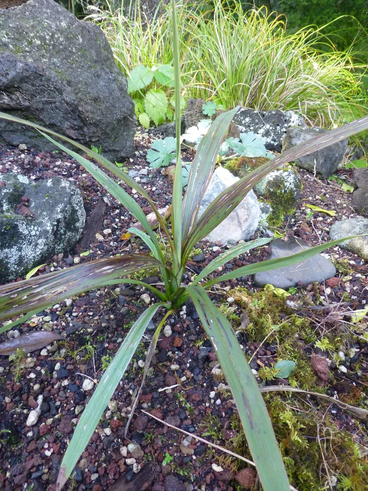 cordyline indivisa plant showing characteristic features