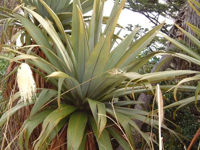 thumbnail cordyline indivisa