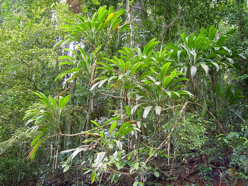 cordyline petiolaris plant showing characteristic features