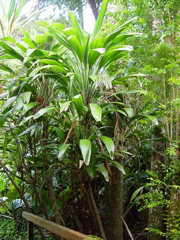 cordyline petiolaris plant showing characteristic features