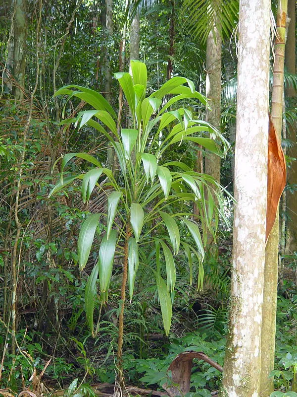 cordyline petiolaris plant showing characteristic features