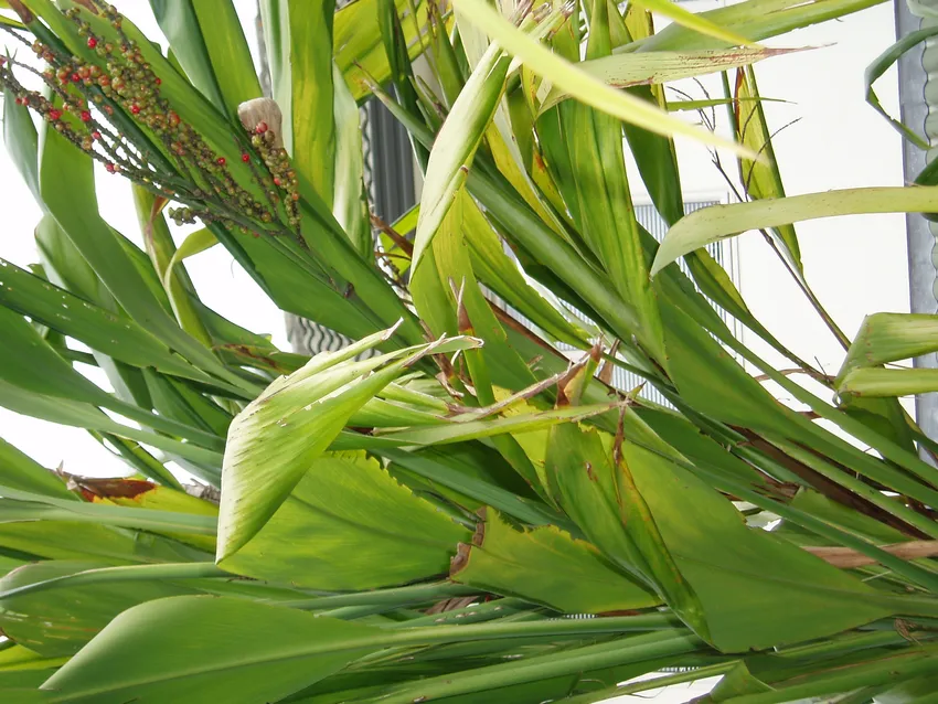 cordyline petiolaris plant showing characteristic features