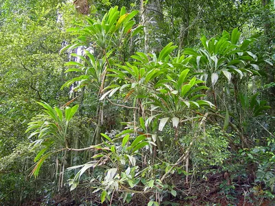 thumbnail cordyline petiolaris
