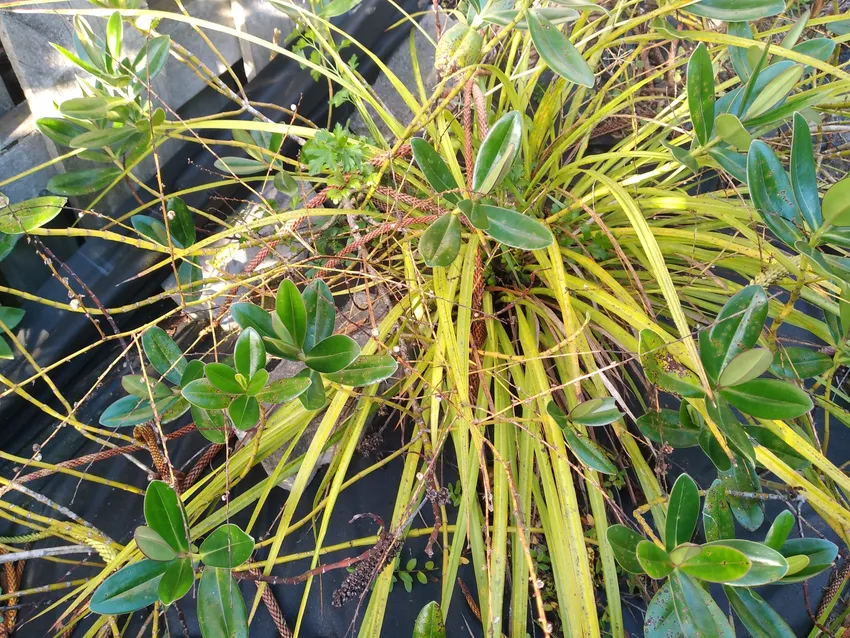 cordyline pumilio plant showing characteristic features
