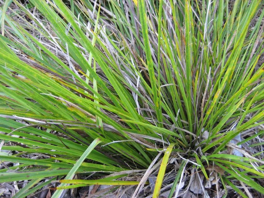 cordyline pumilio plant showing characteristic features