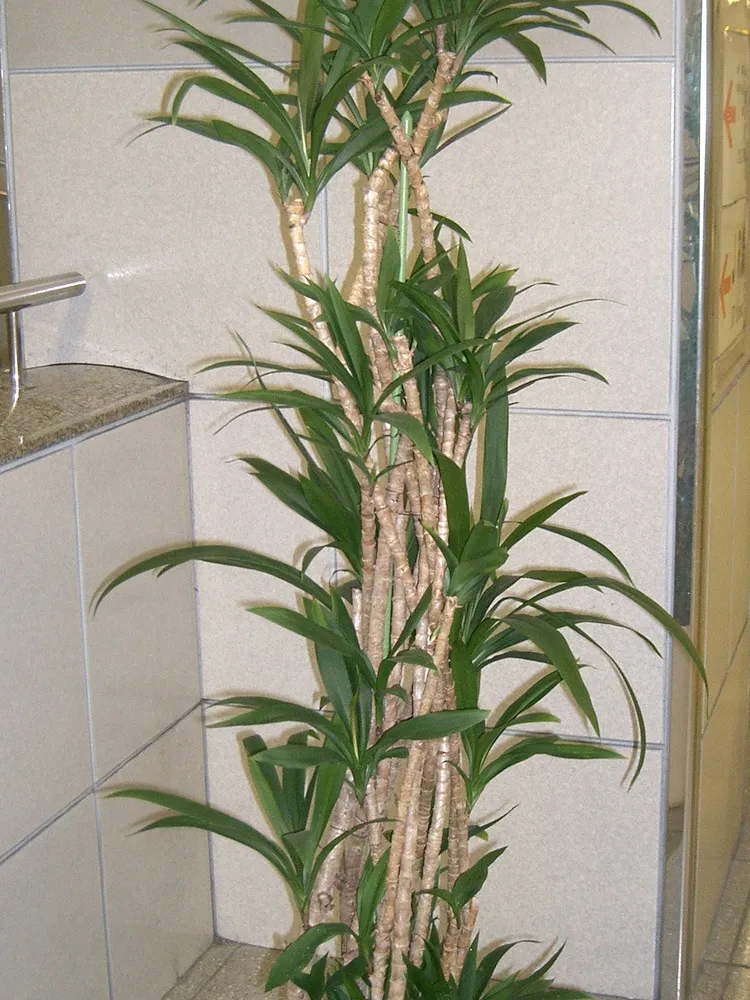 cordyline stricta plant showing characteristic features