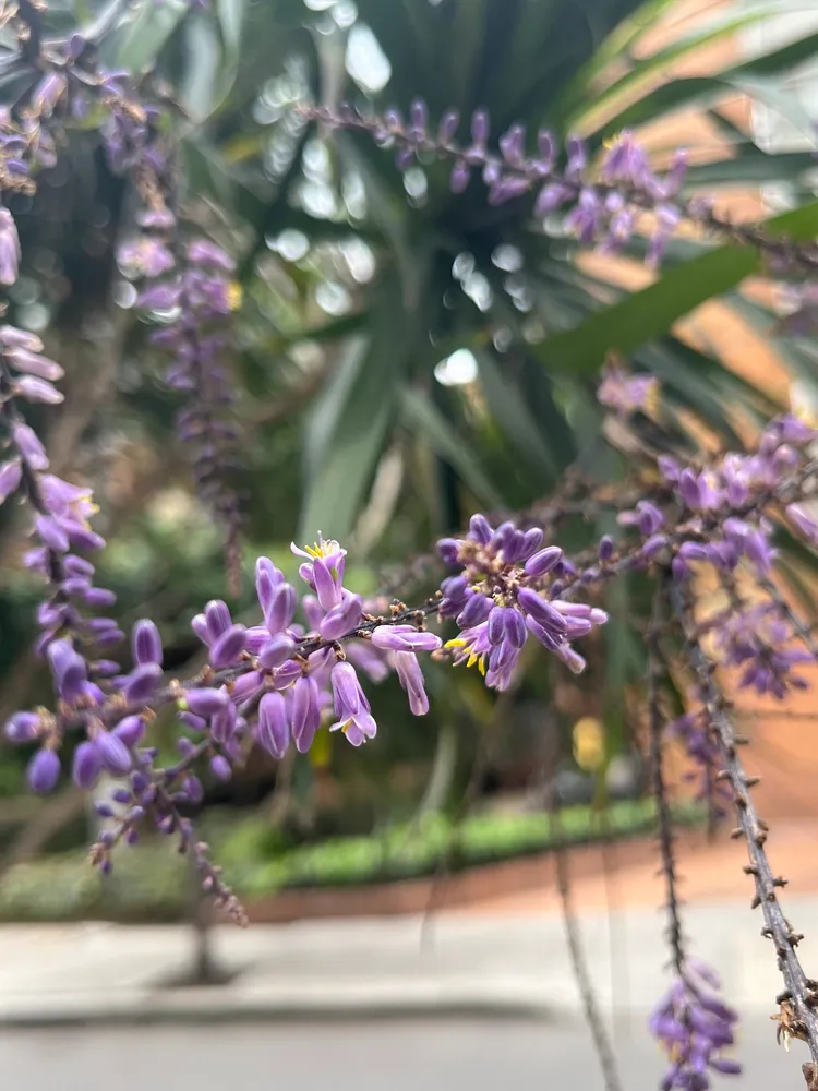 cordyline stricta plant showing characteristic features