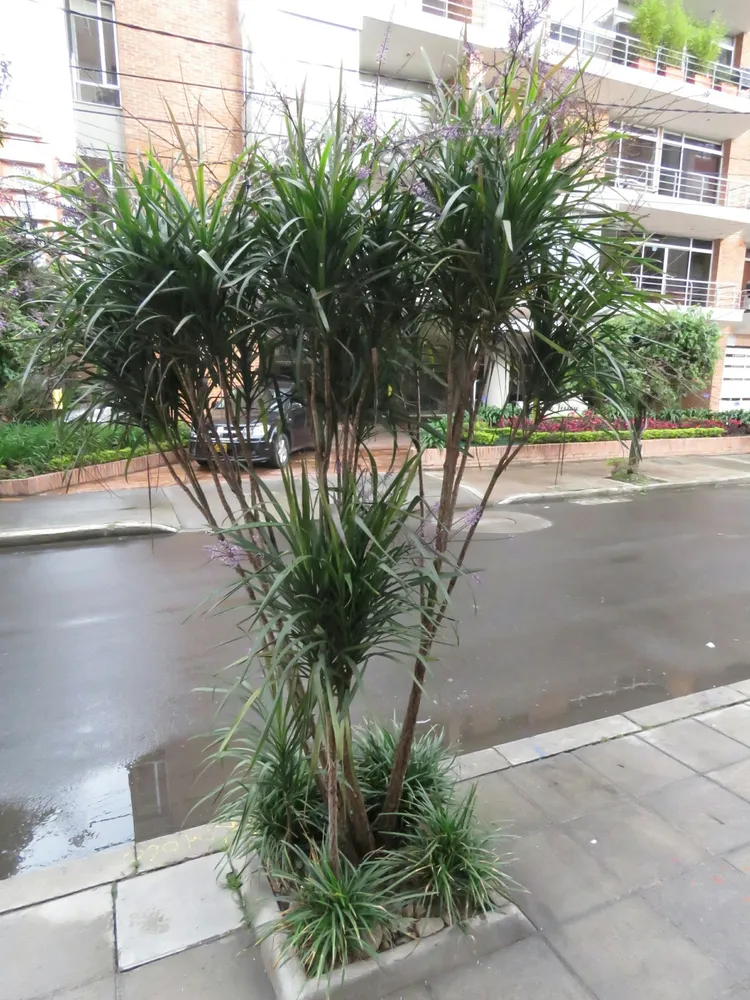 cordyline stricta plant showing characteristic features