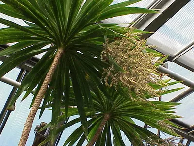 thumbnail cordyline stricta