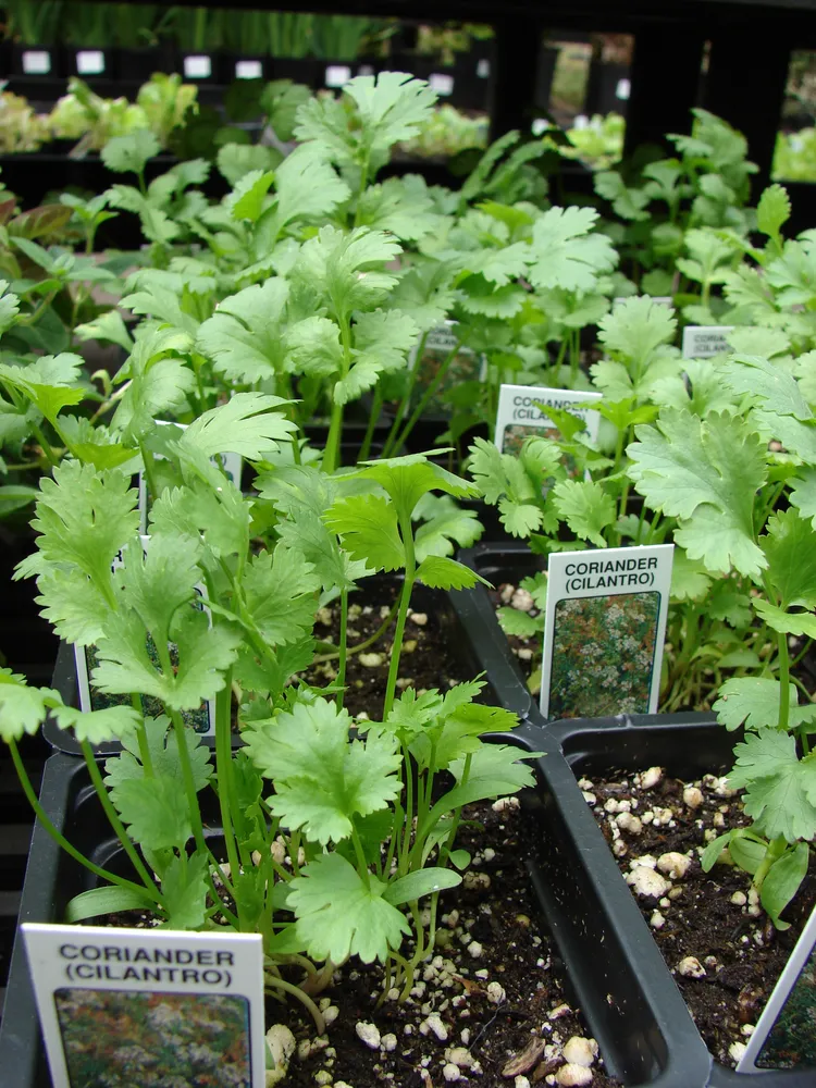 Plante coriandrum sativum montrant ses caractéristiques typiques