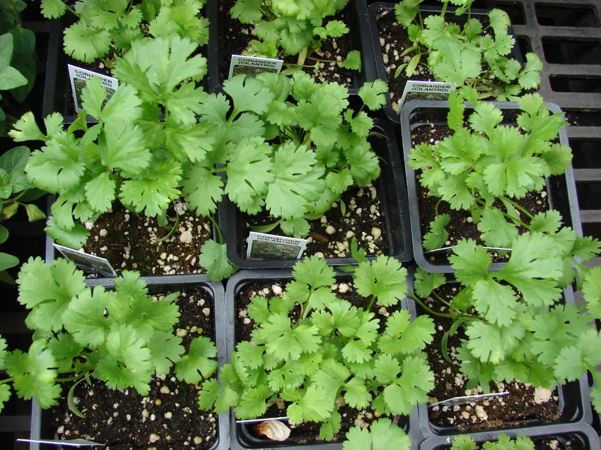 Plante coriandrum sativum montrant ses caractéristiques typiques