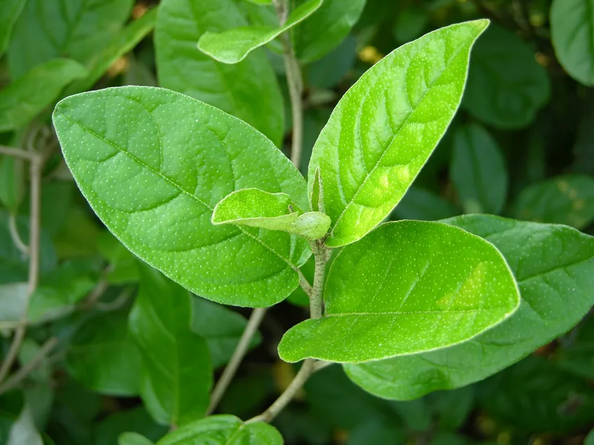 croton alabamensis plant showing characteristic features