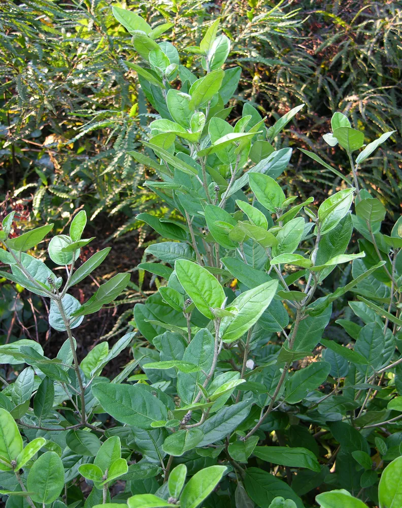 croton alabamensis plant showing characteristic features