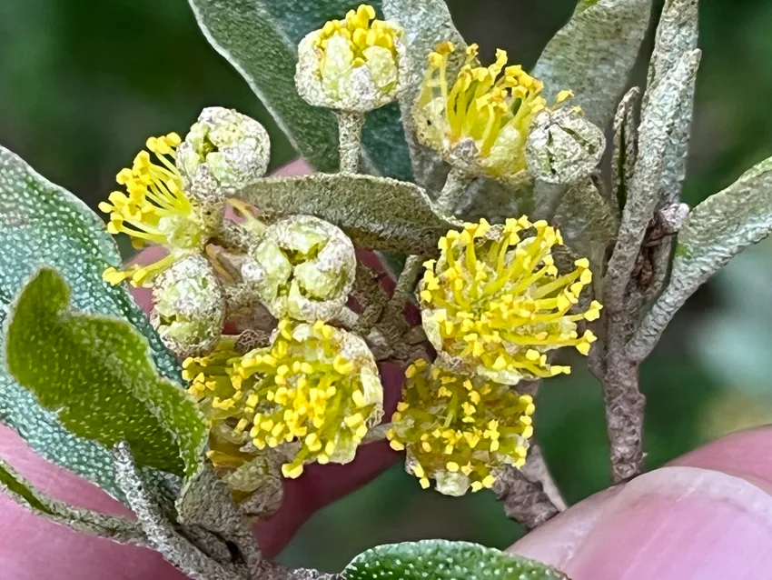 croton alabamensis plant showing characteristic features