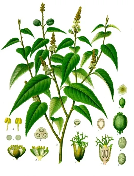 croton eluteria plant showing characteristic features